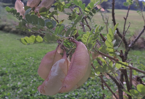 Bacelli gonfi: Colutea arborescens